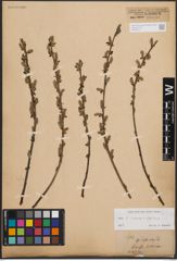 Foto von Salix cinerea L. x Salix nigricans Sm.